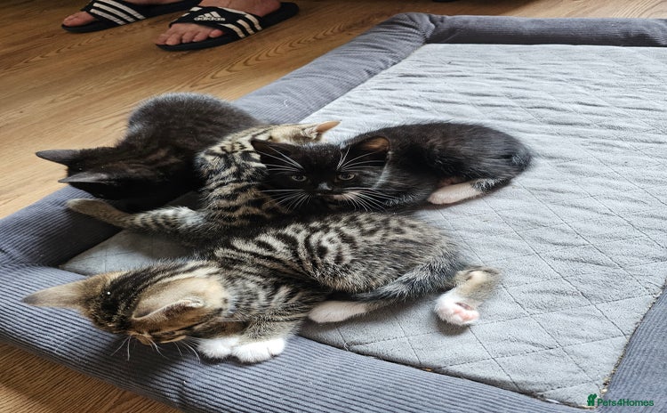 Mixed Breed cats - Advert 4
