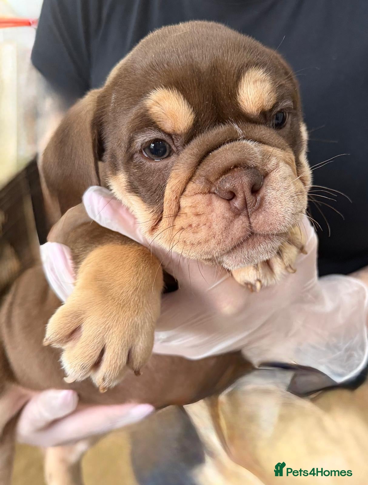 English Bulldog dogs Stunningly healthy English BullDogs 🐾 - Advert 1