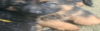 German Shepherd Puppy 1 reserved