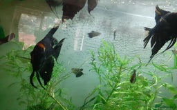 Angelfish fish for sale: Angel fish, large multicoloured mixed sex - Image 4