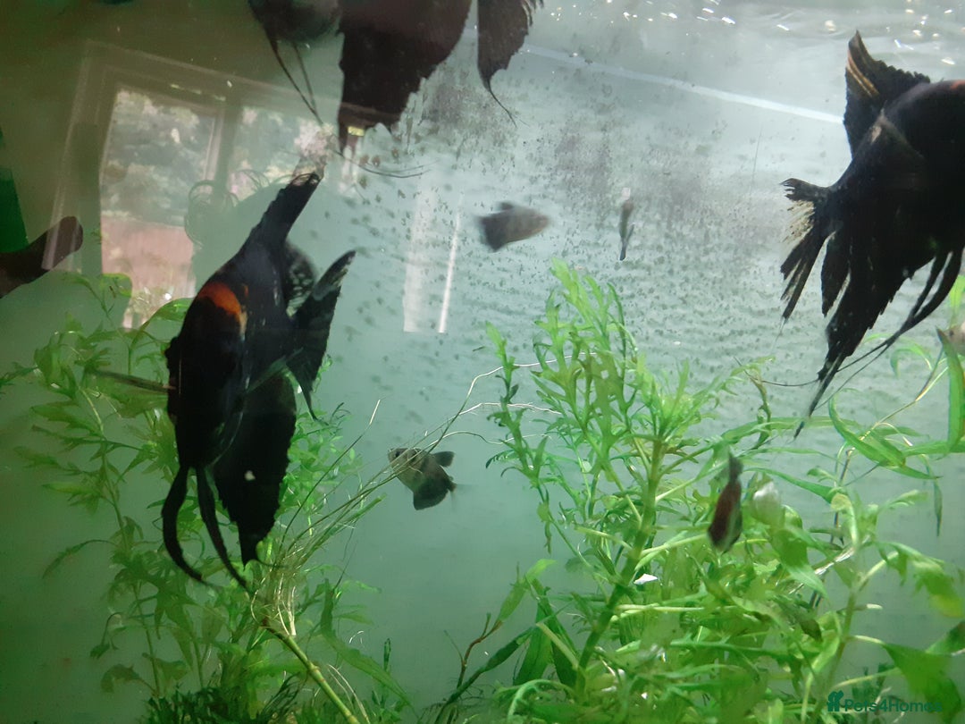 Angelfish fish for sale: Angel fish, large multicoloured mixed sex - Image 4