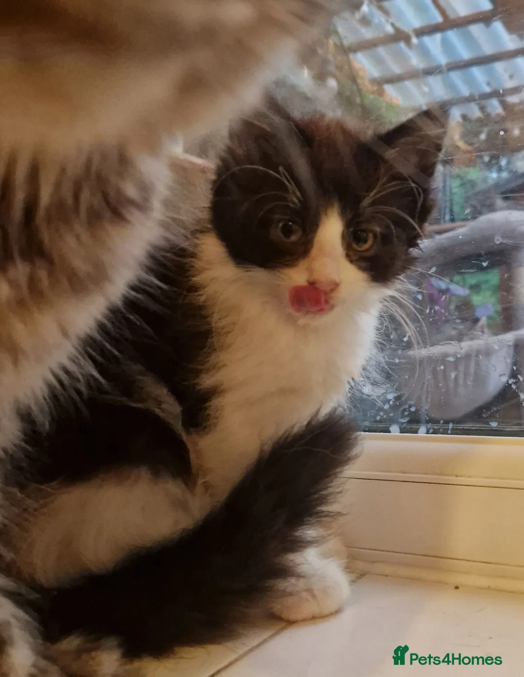 Maine Coon cats for sale: The last MaineCoon female and the last mix female. - Advert 16