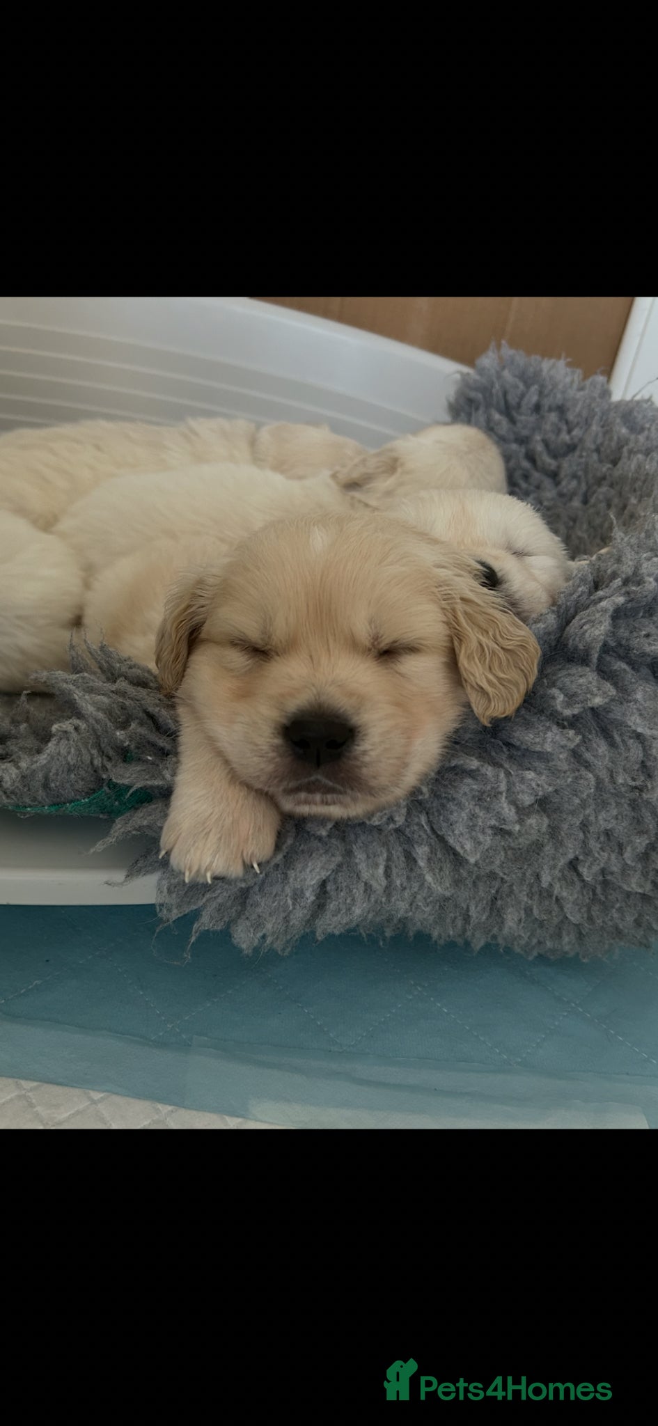 Golden Retriever dogs 7 Beautiful Golden retriever puppies  - Advert 3