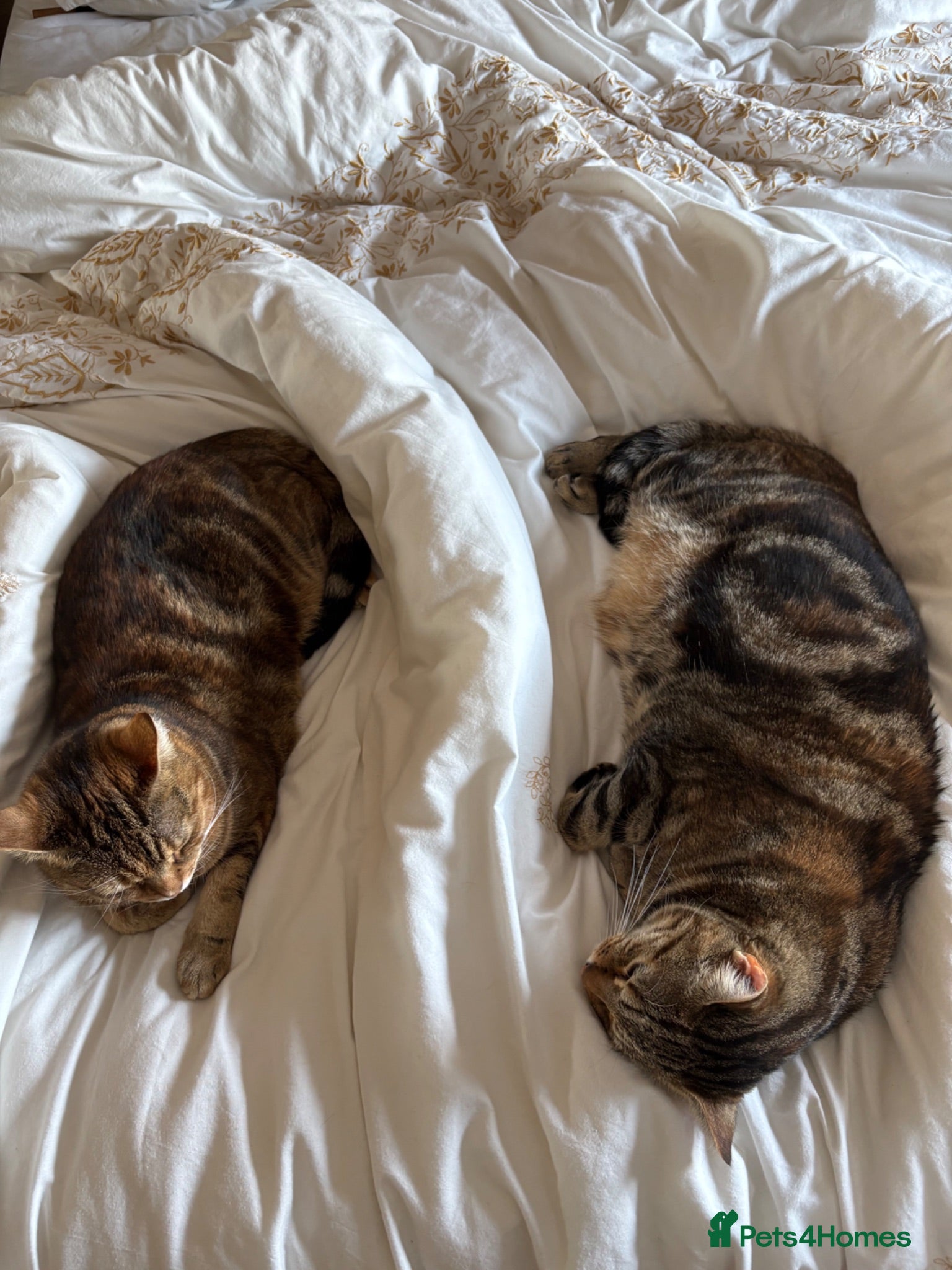 Mixed Breed cats Bengal mix sisters  - Advert 1