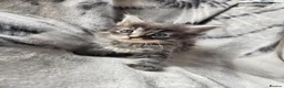 Siberian cats for sale: Hypoallergenic, TICA, Traditional Siberian kittens - Advert 15