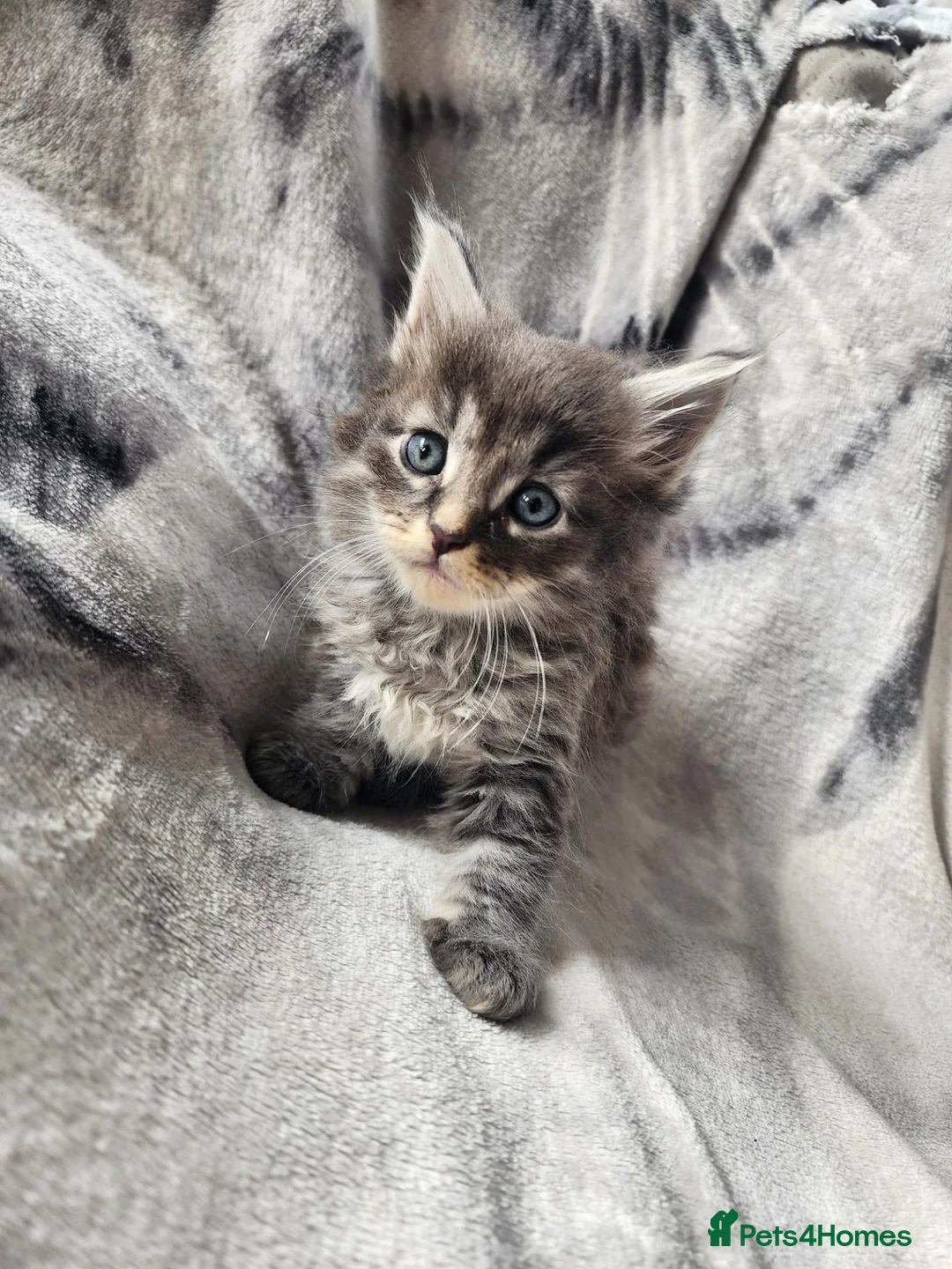 Siberian cats for sale: Hypoallergenic, TICA, Traditional Siberian kittens - Advert 15