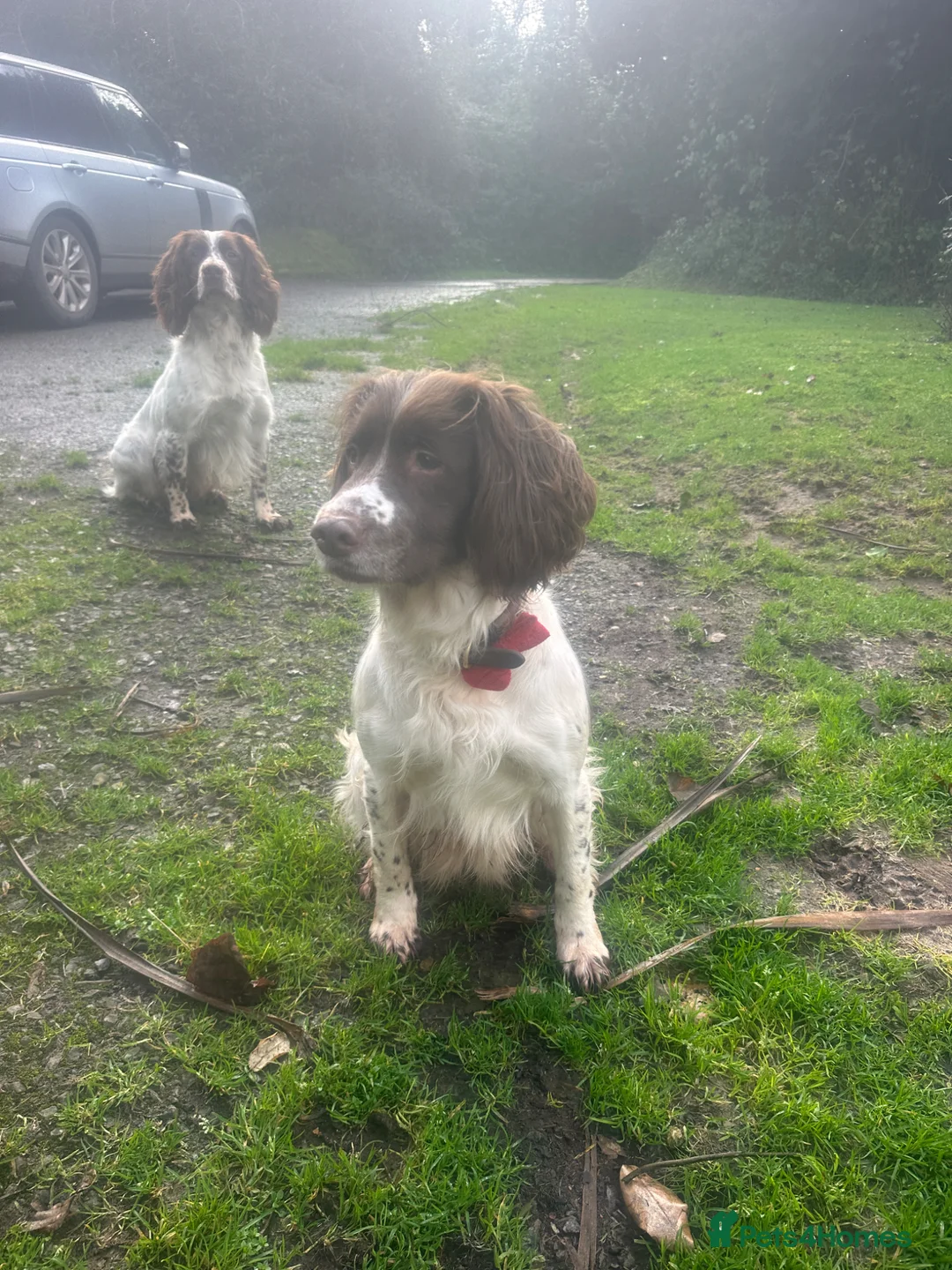 English Springer Spaniel dogs for sale: Rehoming beautiful little springer bitch - Advert 1