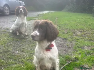 English Springer Spaniel dogs Rehoming beautiful little springer bitch - Advert 1