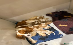 Cavalier King Charles Spaniel dogs for sale: DNA Kc reg cavalier King Charles puppies for sale  - Image 7