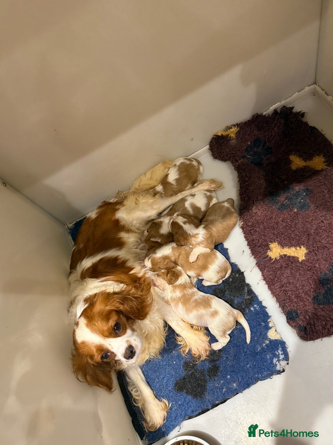 Cavalier King Charles Spaniel dogs for sale: DNA Kc reg cavalier King Charles puppies for sale  - Image 7