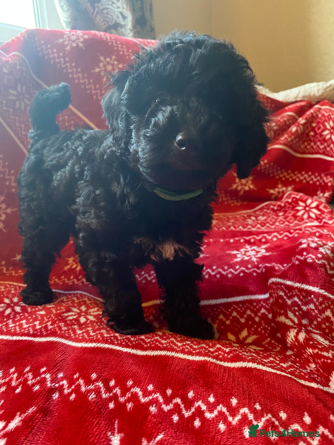 Toy Poodle dogs for sale: Reduced Remaining Toy poodle kc registered  - Advert 9