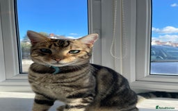 Birman cats for sale: Mixed Birman Tabby male cat  - Advert 6