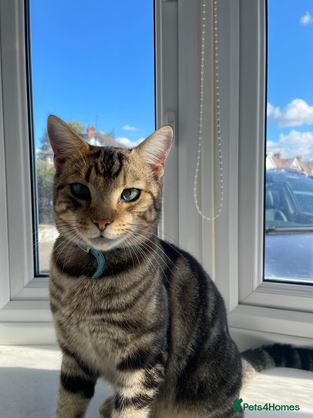 Birman cats for sale: Mixed Birman Tabby male cat  - Advert 6