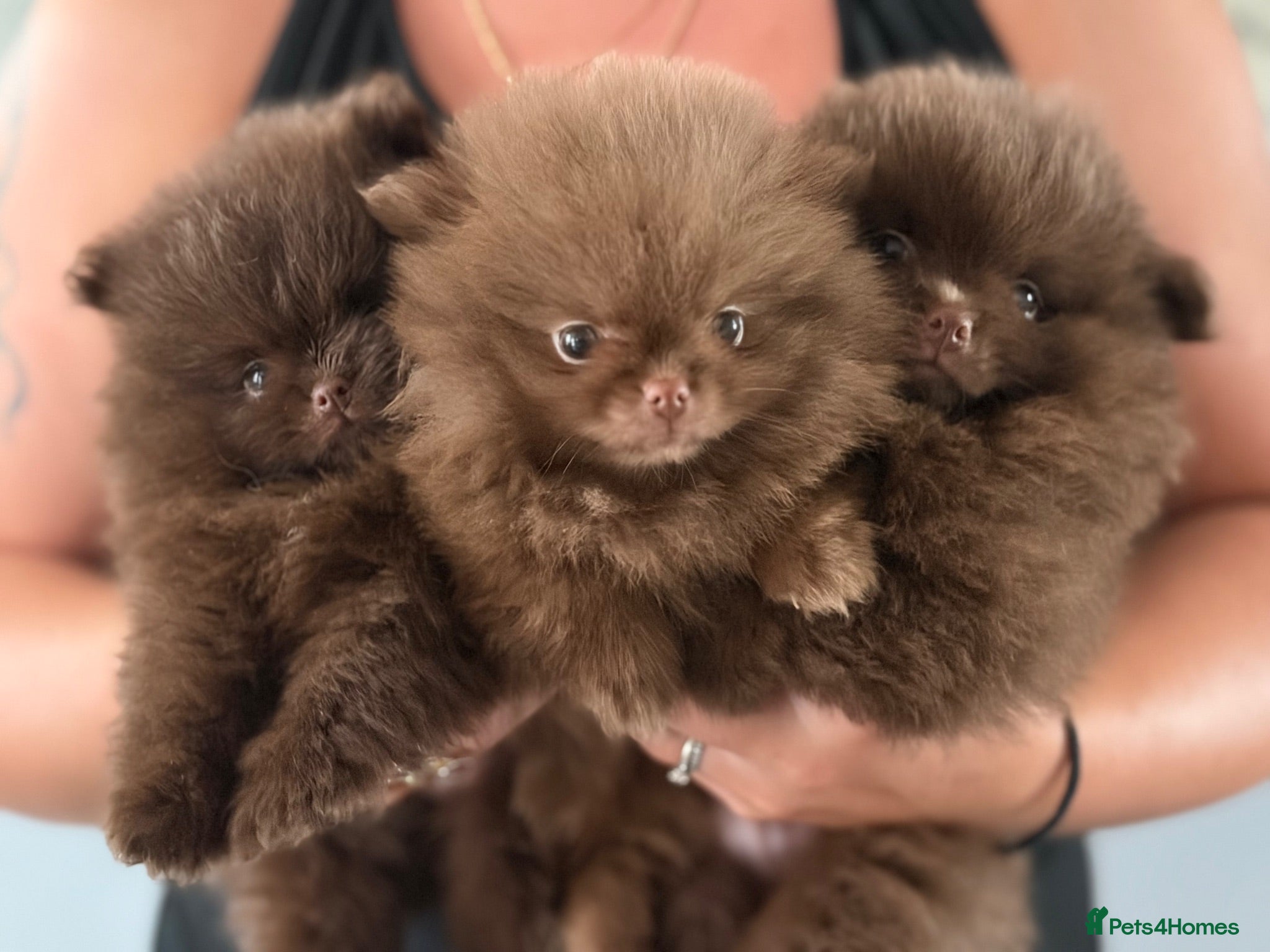Pomeranian dogs 3 boys Poms teddy bear 🐻 - Advert 3