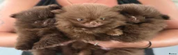 Pomeranian dogs for sale: 3 boys Poms teddy bear 🐻 - Advert 1