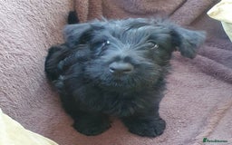 Scottish Terrier dogs for sale: Girl KC Reg vWD/CMO Clear Scottish Terrier Puppy  - Image 6
