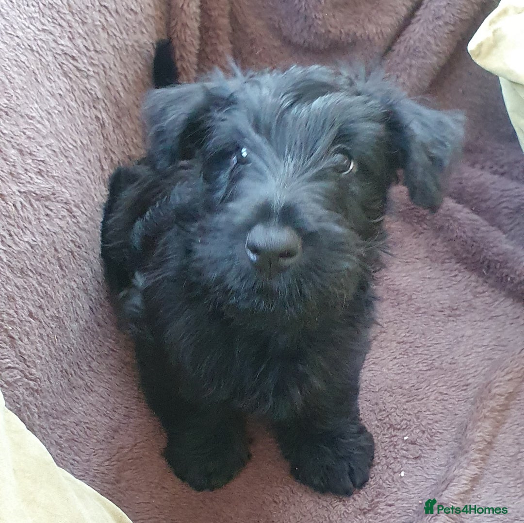 Scottish Terrier dogs for sale: Girl KC Reg vWD/CMO Clear Scottish Terrier Puppy  - Image 6
