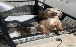 Miniature Dachshund dogs for sale: KC Reg Miniature Dachsunds - Advert 2