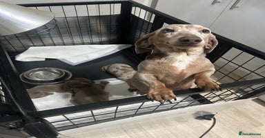 Miniature Dachshund dogs - Advert 2