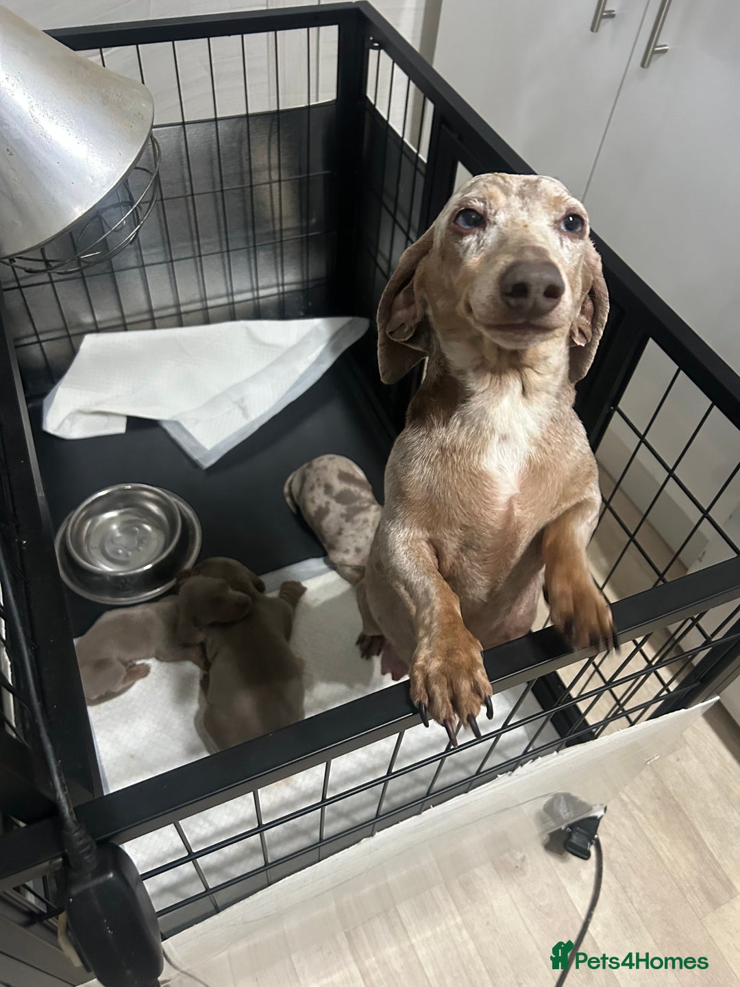 Miniature Dachshund dogs for sale: KC Reg Miniature Dachsunds - Advert 2