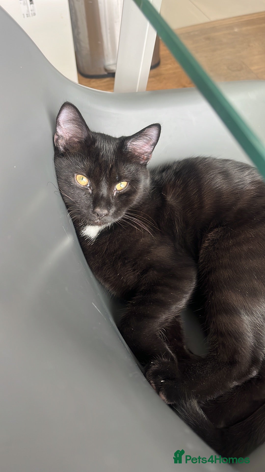 Mixed Breed cats Adorable and affectionate kitten - Advert 2