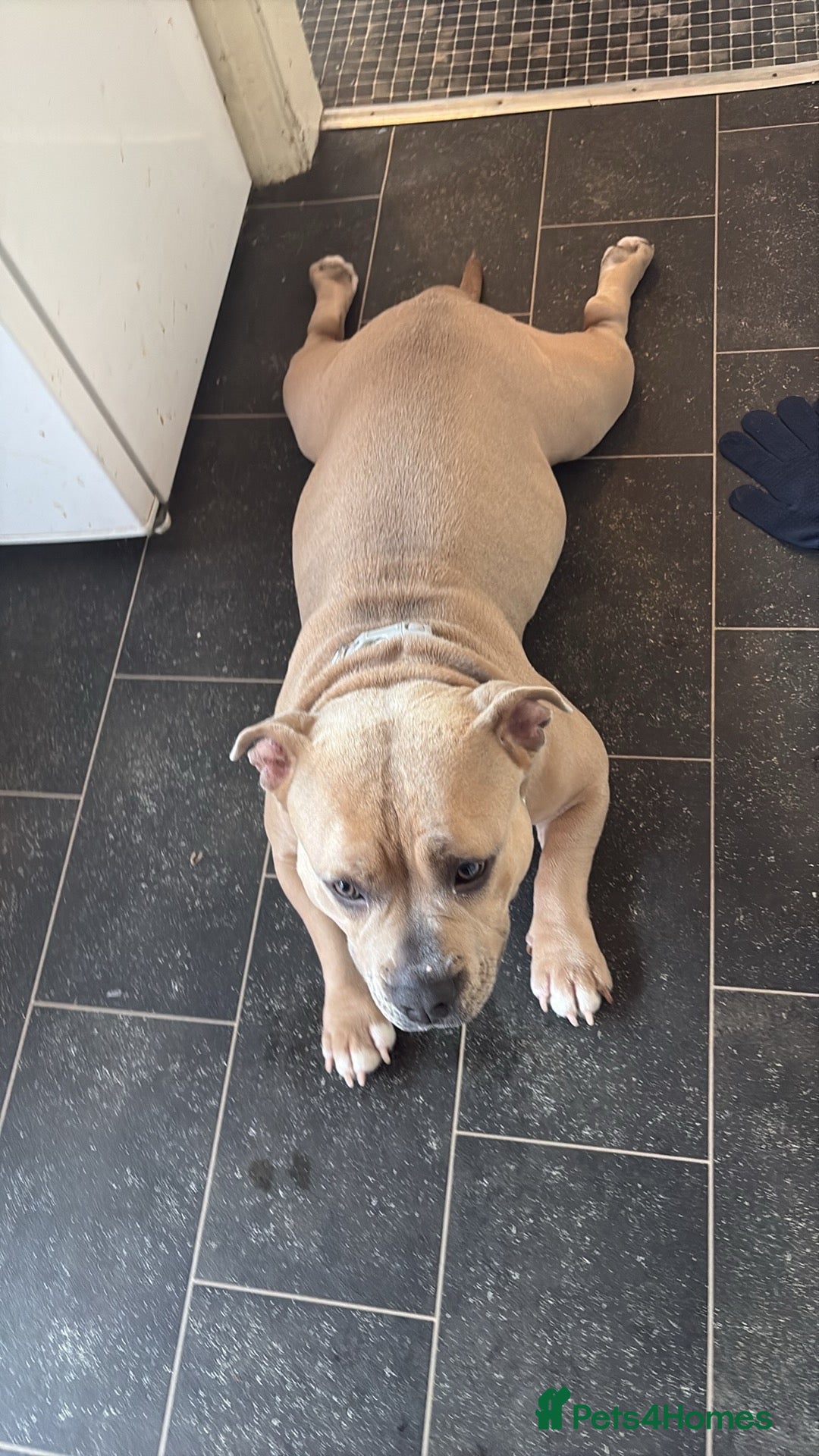 American Bulldog dogs Ivy American Pocket Bulldog  - Advert 5