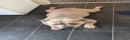 American Bulldog dogs for sale: Ivy American Pocket Bulldog  in Leyland - Advert 1