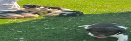English Springer Spaniel dogs for sale: Springer Spaniel puppy  in Okehampton - Advert 8