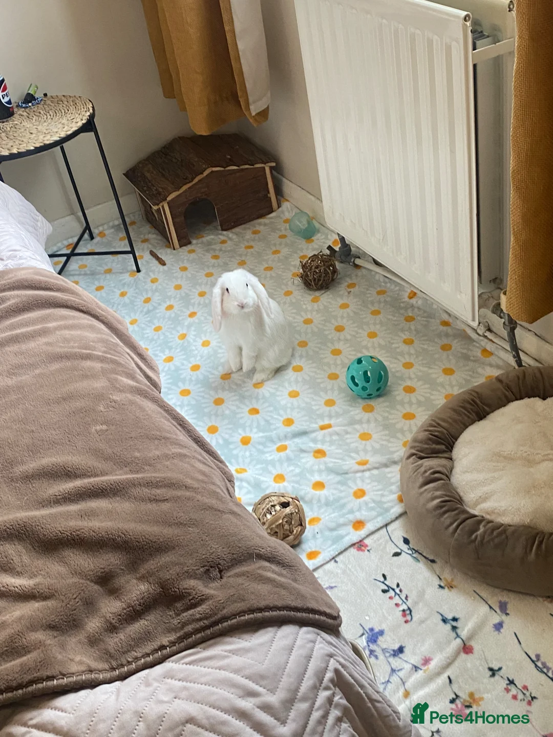 Mini Lop rabbits for sale: Super sweet bunny in need of new home 🌸 in Hemel Hempstead - Advert 1