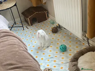 Mini Lop rabbits Super sweet bunny in need of new home 🌸 - Advert 1