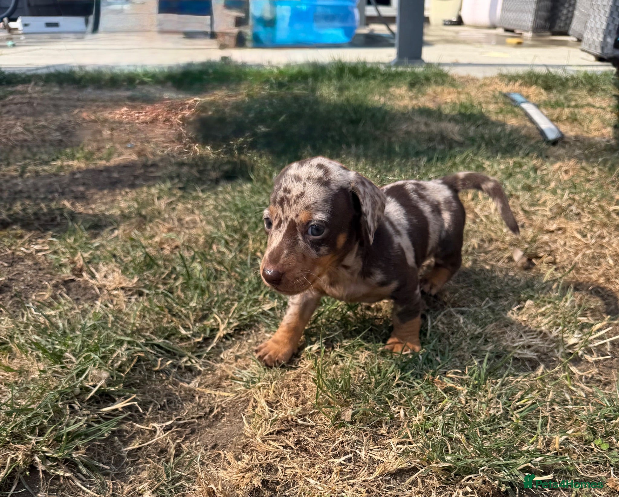 Miniature Dachshund dogs Gorgeous dachshund puppies  - Advert 9