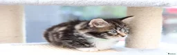 Mixed Breed cats for sale: Tabby Kittens Ready Soon - Advert 5