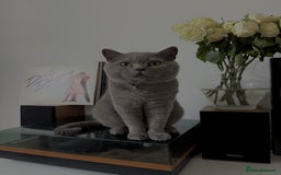 British Shorthair cats for sale: British shorthair  - Image 4