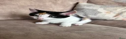 Mixed Breed cats for sale: Beautiful playful kittens - Advert 9