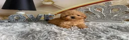 Maltipoo dogs for sale: Maltipoo Boy – Free to a Special Loving Home - Advert 12