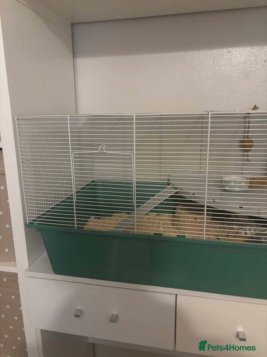 Hamster rodents for sale: Hamster and cage setup for sale. - Advert 4
