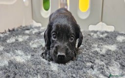 Labrador Retriever dogs for sale: 6 BEAUTIFUL BLACK PUPPIES. LAB CROSS COCKER - Image 10