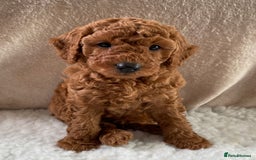Miniature Poodle dogs for sale: 1 reserved 2 remaining ready 15th October  - Image 26