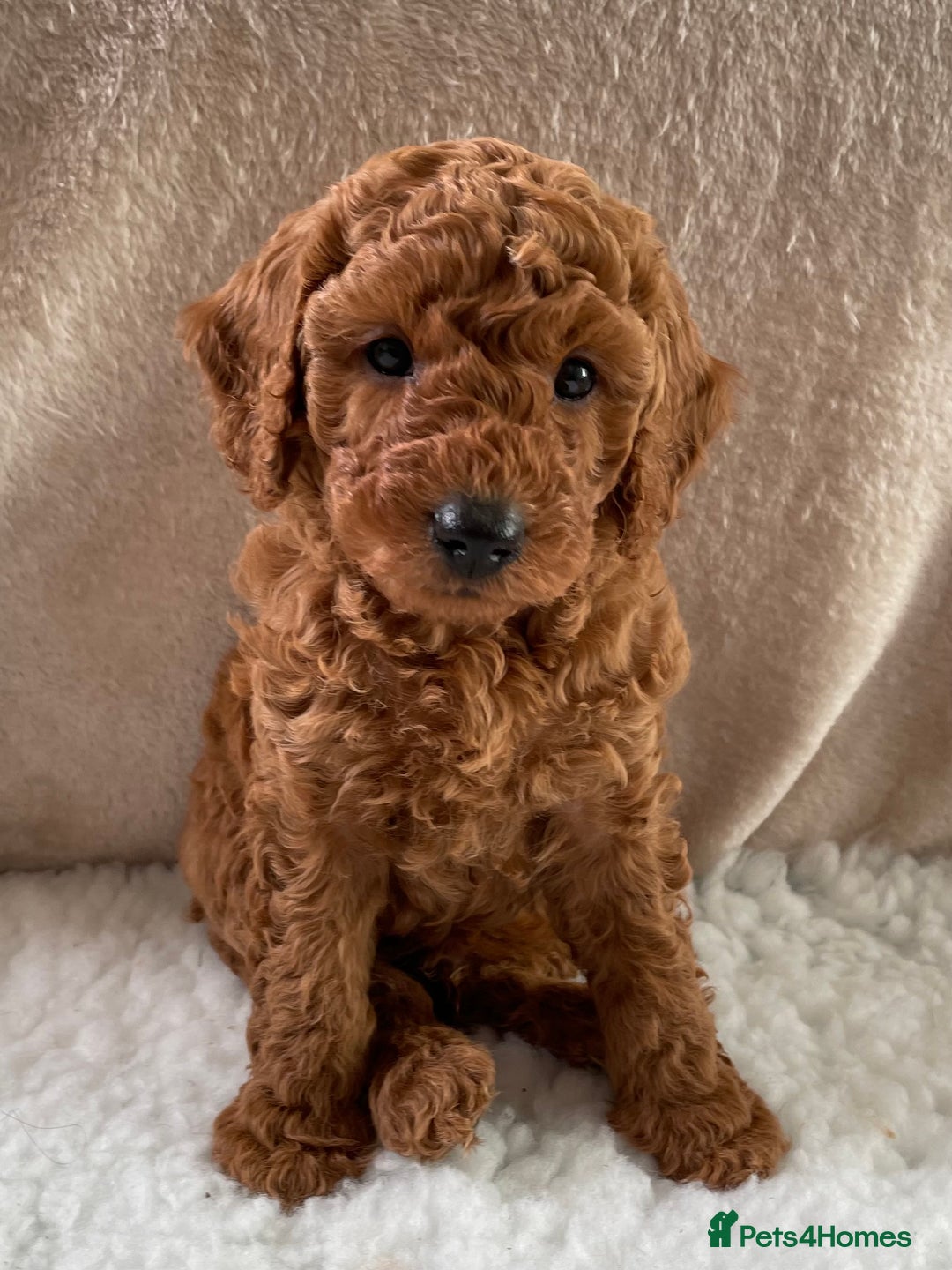 Miniature Poodle dogs for sale: 1 reserved 2 remaining ready 15th October  - Image 26