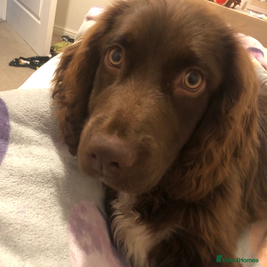 Mixed Breed dogs for sale: 2 Boykin spaniels - Advert 3