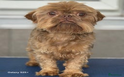 Shih Tzu dogs for sale: READY NOW Chocolate adult boy - Image 5