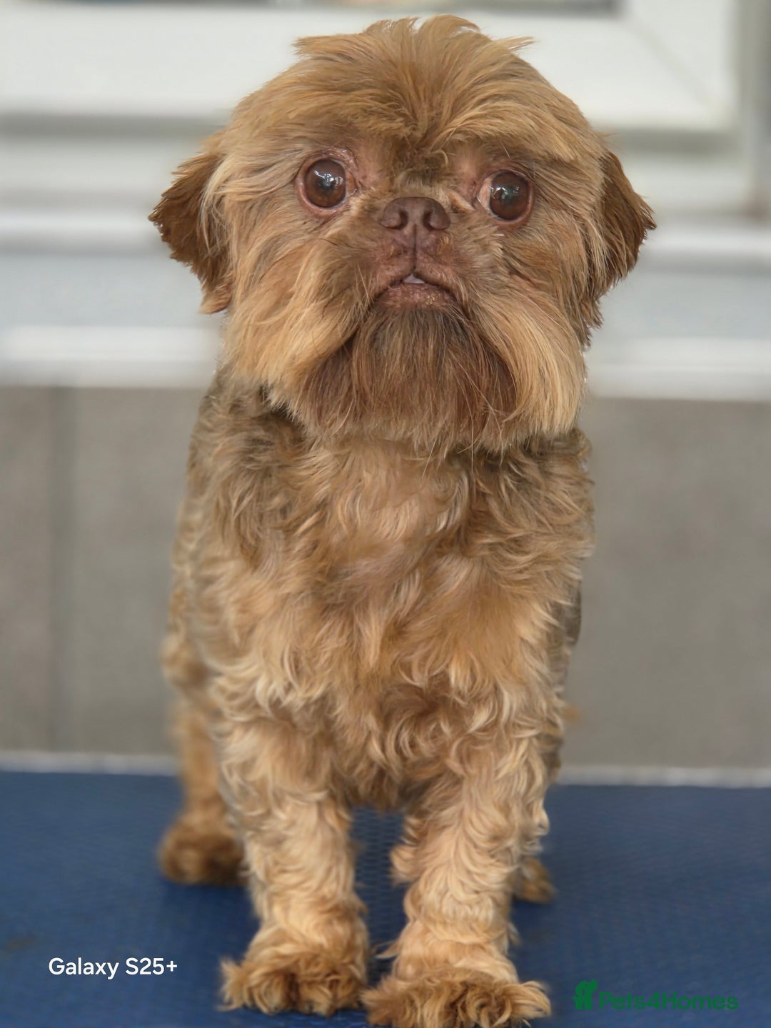 Shih Tzu dogs for sale: READY NOW Chocolate adult boy - Image 5