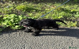 Cocker Spaniel dogs for sale: Awaiting viewings - Image 14