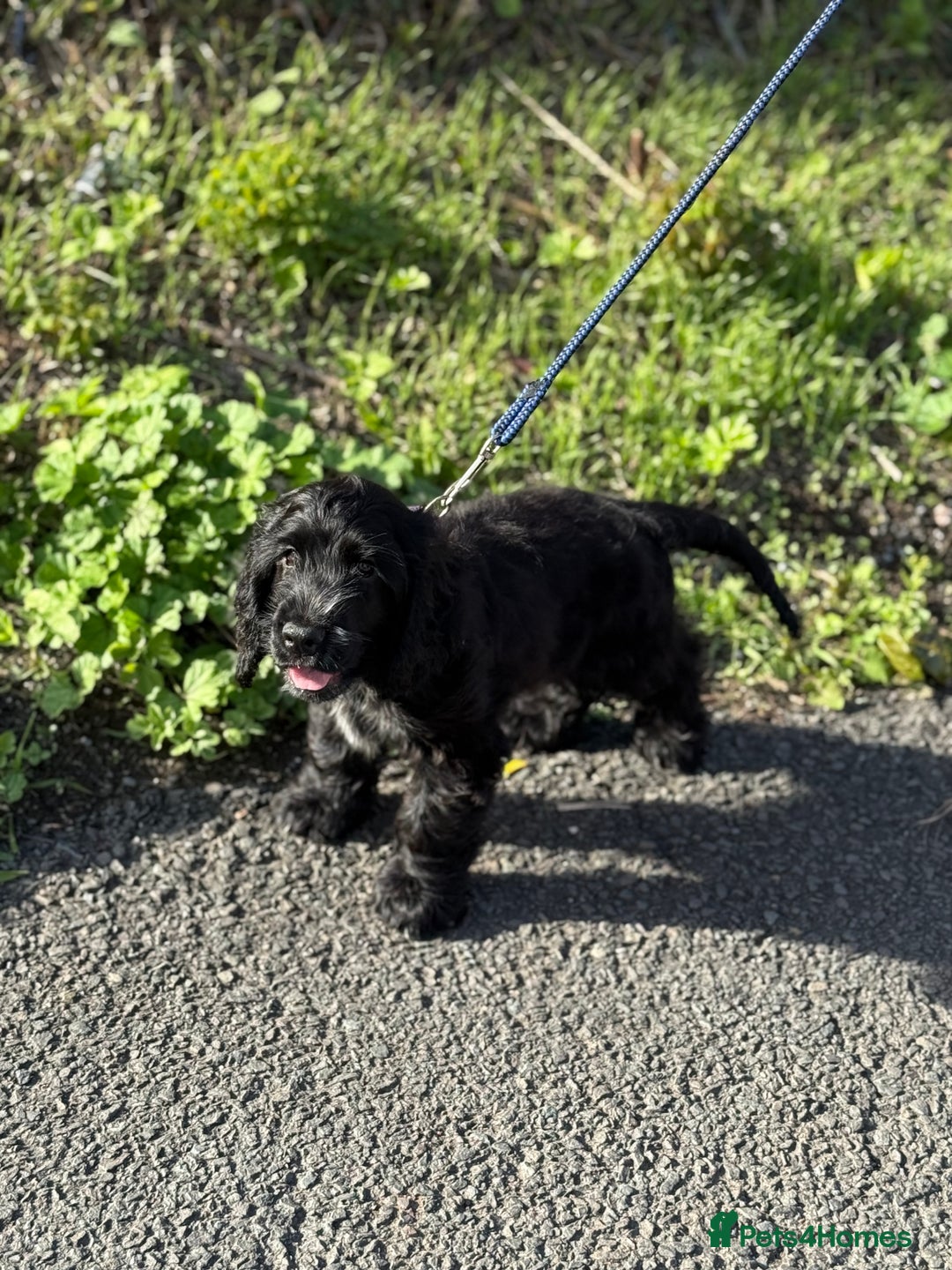 Cocker Spaniel dogs for sale: Awaiting viewings - Image 14