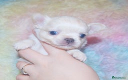 Chihuahua dogs for sale: KC REG HEALTH TESTED CHIHUAHUA BABIES - Image 2