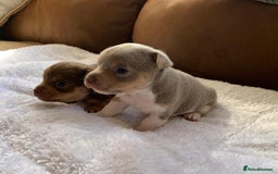 Jack Russell dogs for sale: Gorgeous Miniature Jack Russell Puppies For Sale - Image 18