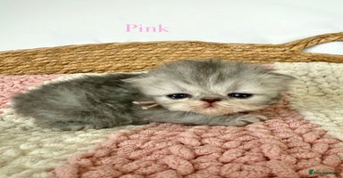 Persian cats - Advert 11