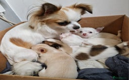 Chihuahua dogs for sale: Chihuahuas puppy's   - Image 24