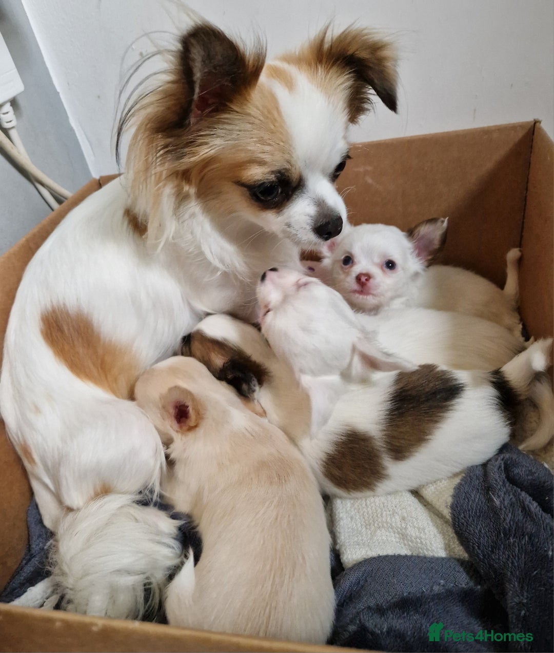 Chihuahua dogs for sale: Chihuahuas puppy's   - Image 24