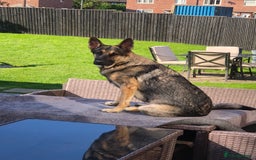 German Shepherd dogs for sale: German Shepard pups - Image 9